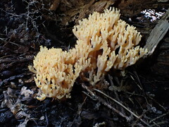 Ramaria