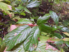 Neolasioptera farinosa