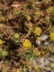 Centromadia parryi australis