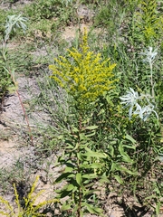 Solidago missouriensis