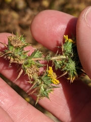 Centromadia parryi australis