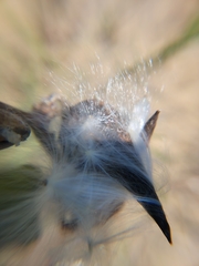 Asclepiadeae