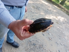 Staurotypus salvinii
