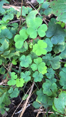 Oxalis stricta