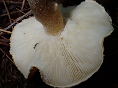 Cystoderma amianthinum