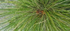 Muhlenbergia rigens