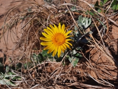 Senecio crassiflorus