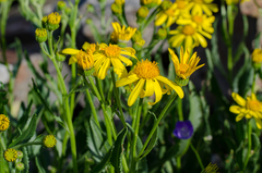 Senecio pyrenaicus