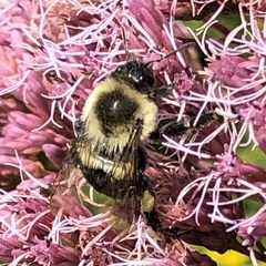 Bombus impatiens