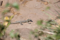 Varanus niloticus