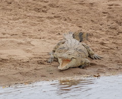 Crocodylus niloticus