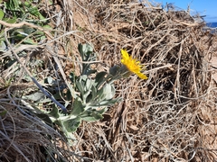 Senecio crassiflorus
