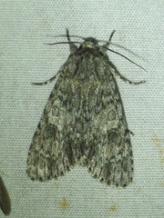 Acronicta americana