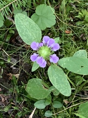 Prunella vulgaris vulgaris