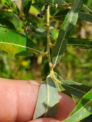 Salix petiolaris