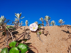 Calystegia soldanella