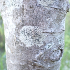 Lecidella elaeochroma