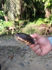 Staurotypus salvinii