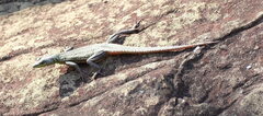 Platysaurus intermedius rhodesianus