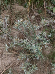 Gnaphalium uliginosum