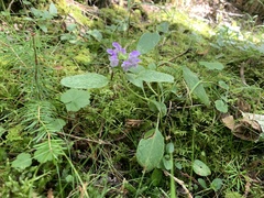 Prunella vulgaris vulgaris
