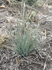 Festuca ovina