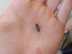 Melanophila consputa