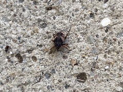 Cryptorhynchus fuscatus