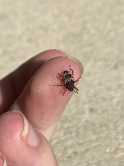 Cryptorhynchus fuscatus