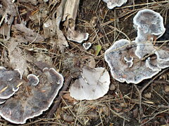 Hydnellum concrescens