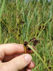 Scirpus atrovirens