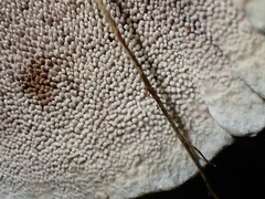 Hydnellum concrescens