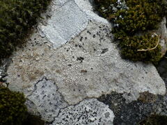 Pertusaria pseudocorallina