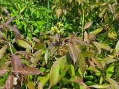 Cornus obliqua
