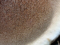 Hydnellum concrescens