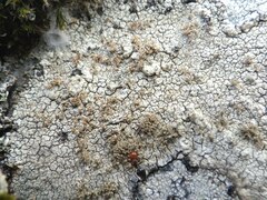 Pertusaria pseudocorallina