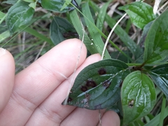 Phragmidium violaceum