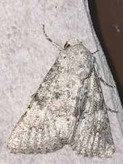 Polymixis dubia
