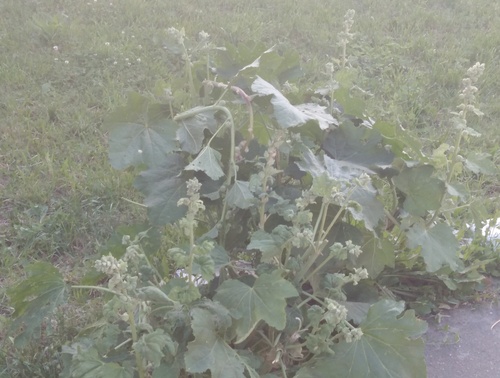 Mauve alcea 4