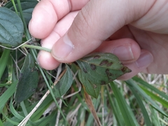Phragmidium violaceum