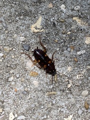 Periplaneta fuliginosa