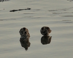 Calidris maritima