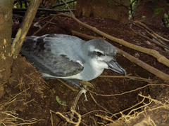 Pachyptila vittata