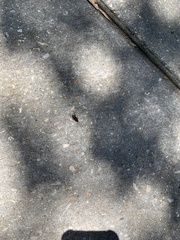 Periplaneta fuliginosa