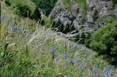 Stipa iberica