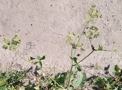 Pastinaca sativa sylvestris