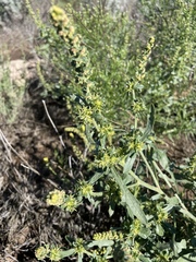 Ambrosia acanthicarpa