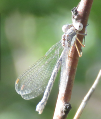 Lestes congener