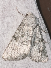 Polymixis dubia