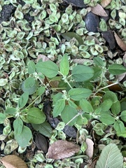 Croton monanthogynus